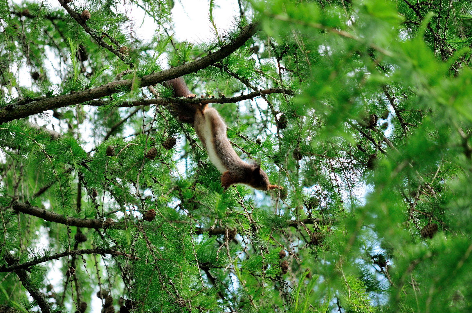 auf Futtersuche