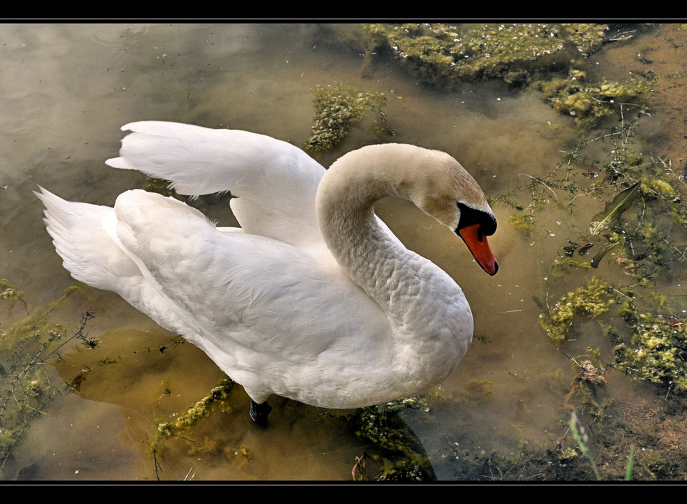 auf Futtersuche....