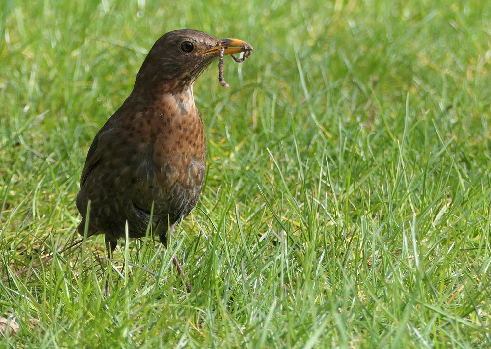 Auf Futtersuche