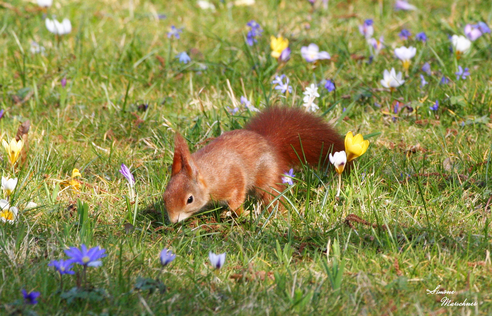 auf Futtersuche