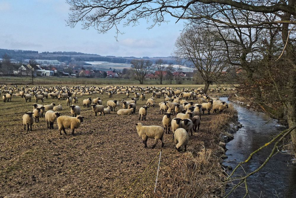 -Auf Futtersuche...