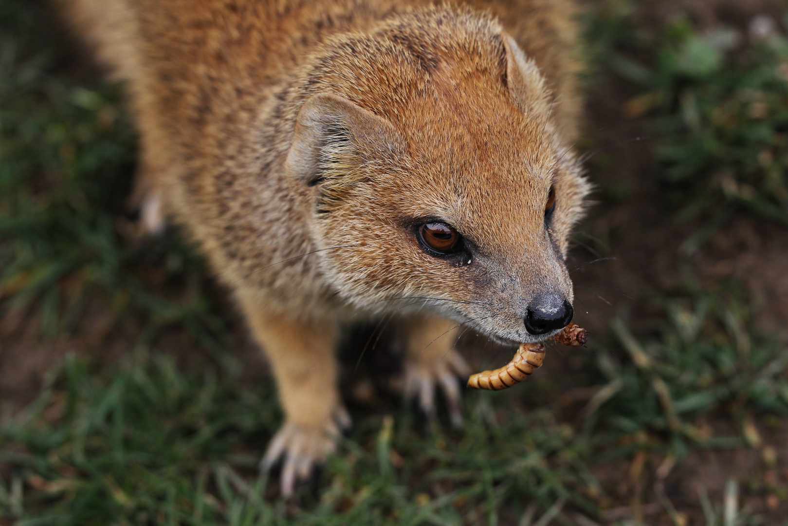 Auf Futtersuche