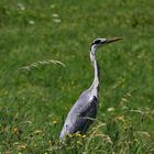 Auf Futtersuche am Bach