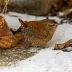 auf Futtersuche am Blumentopf  .....