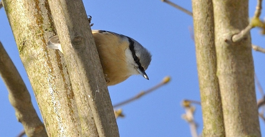 Auf Futtersuche