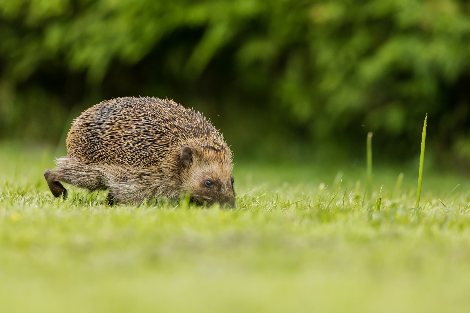 auf Futtersuche 