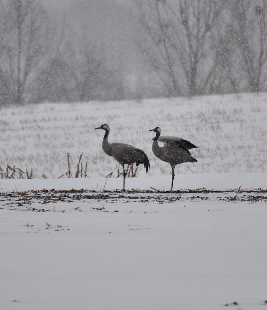 Auf Futtersuche bei starken Schneefall