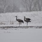 Auf Futtersuche bei starken Schneefall