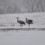 Auf Futtersuche bei starken Schneefall