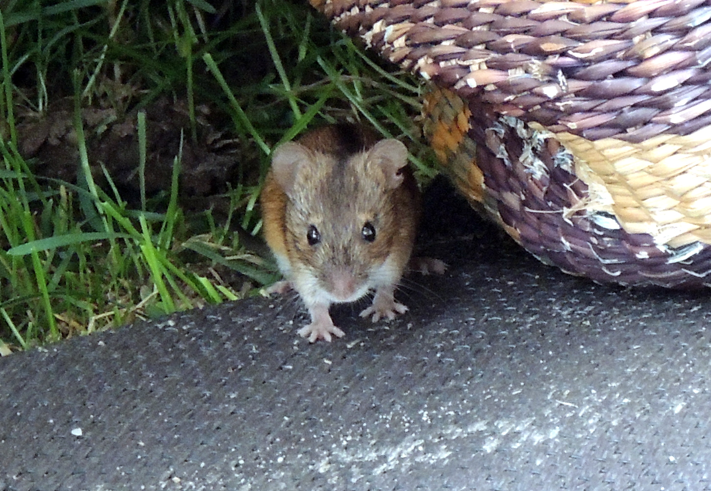 auf Futtersuche