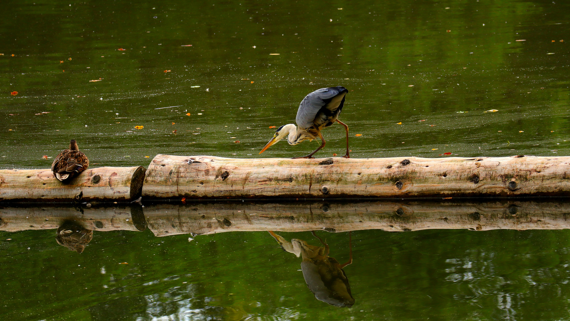 - auf Futtersuche -