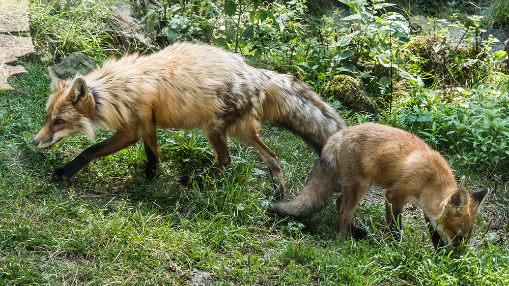 Auf Futtersuche