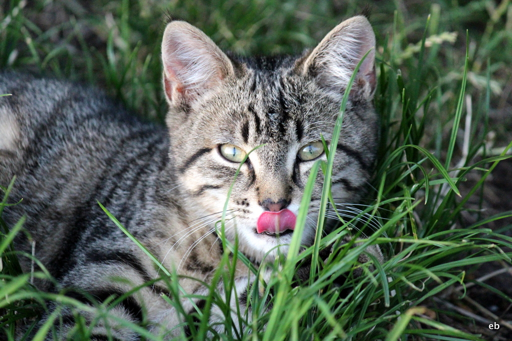 ... auf Futtersuche ? ...