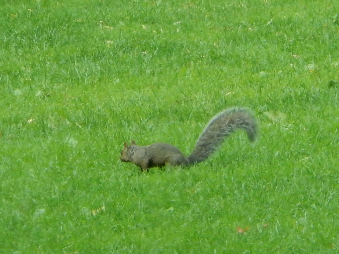 Auf Futtersuche