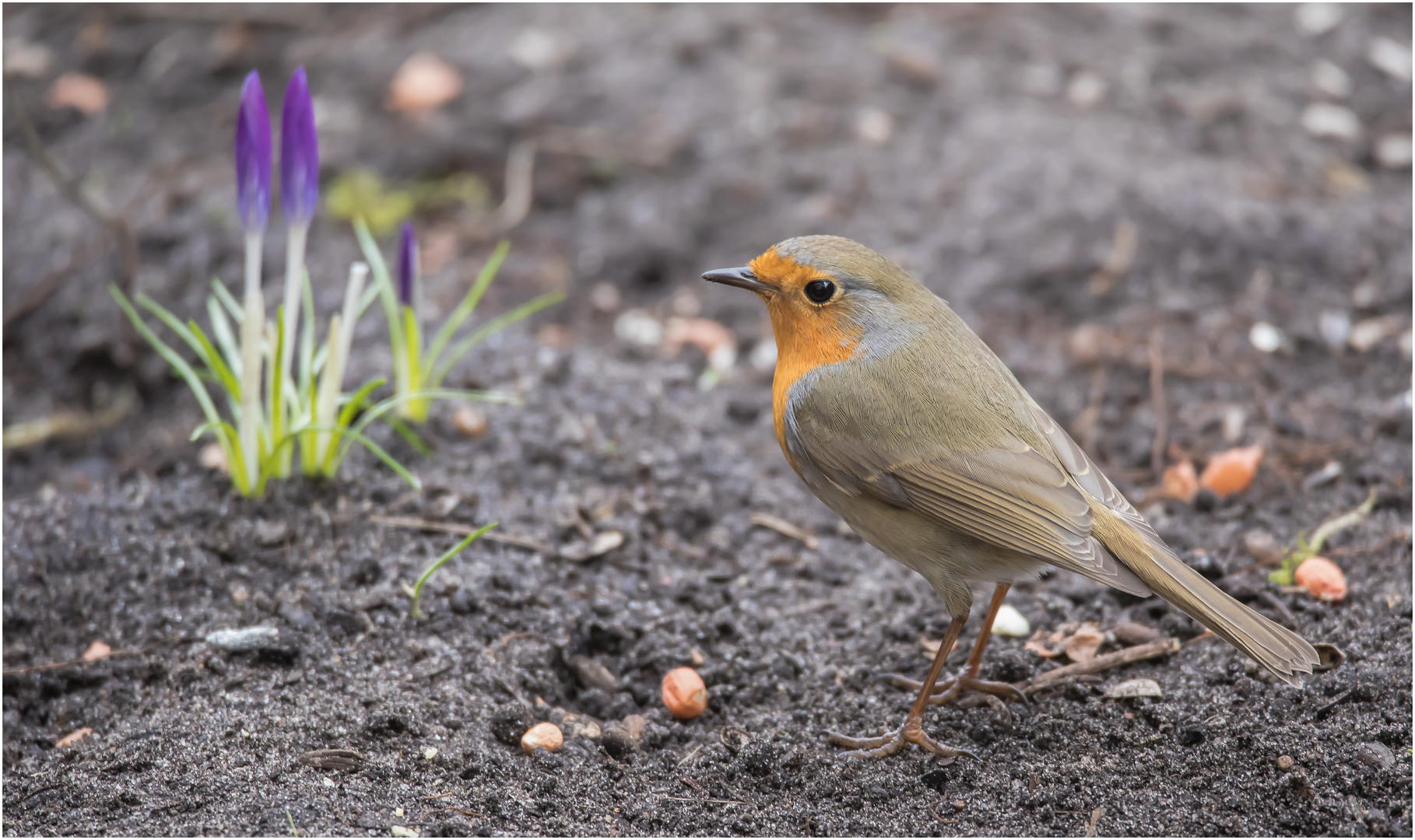 auf Futtersuche, die ersten Krokusse beginnen zu blühen