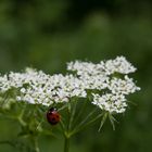 auf Futtersuche...