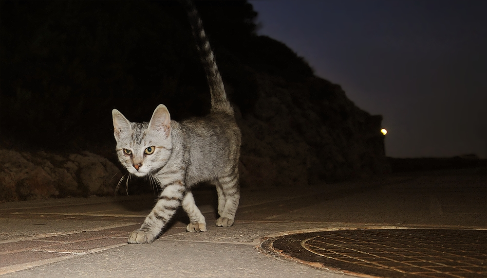 ... auf Futtersuche