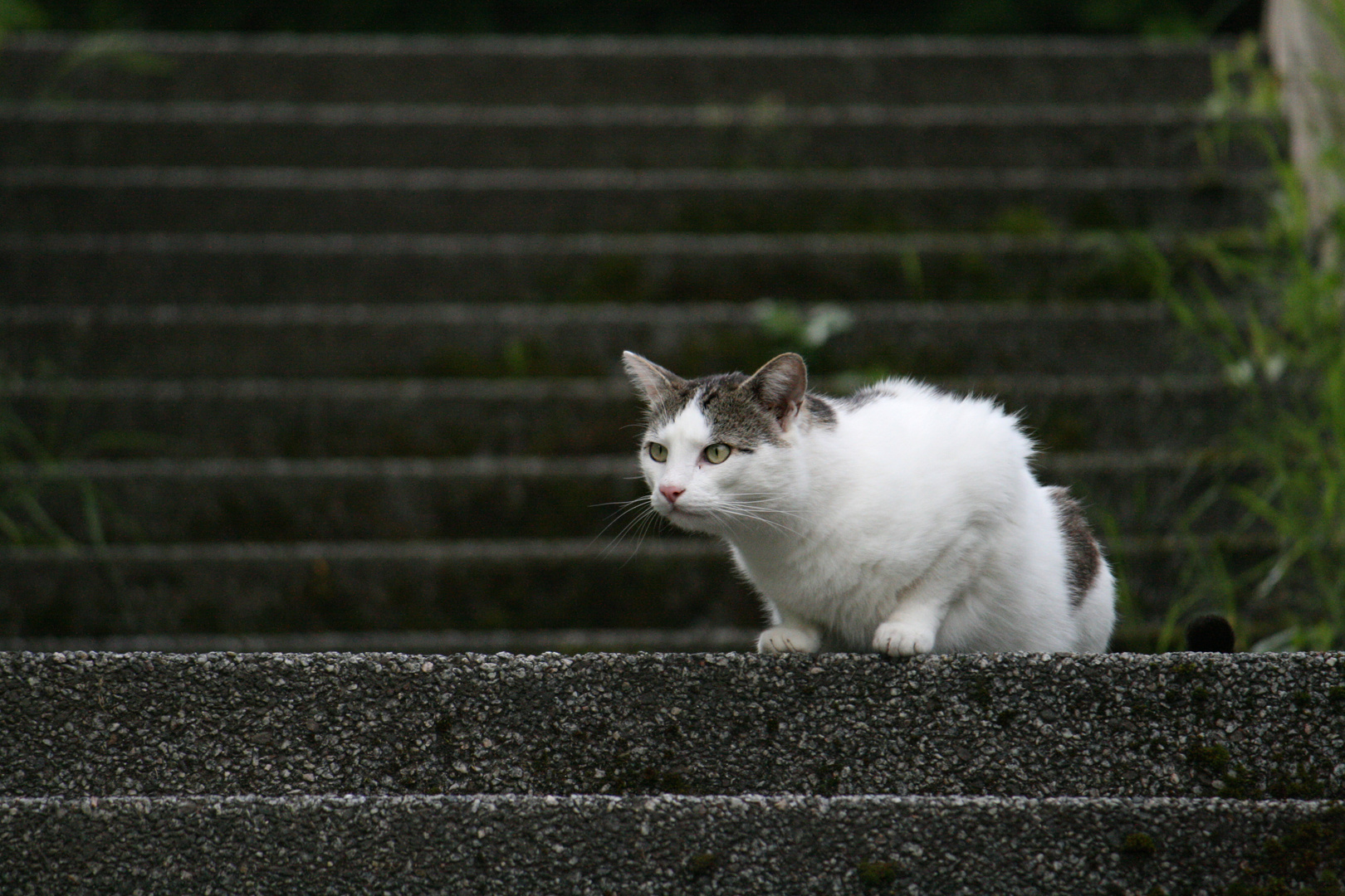 Auf Futtersuche