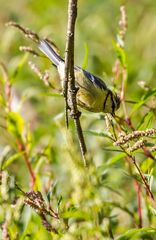 Auf Futtersuche .... ein Blaumeiserl