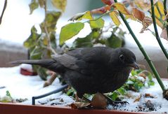 Auf Futtersuche # En busca de comida