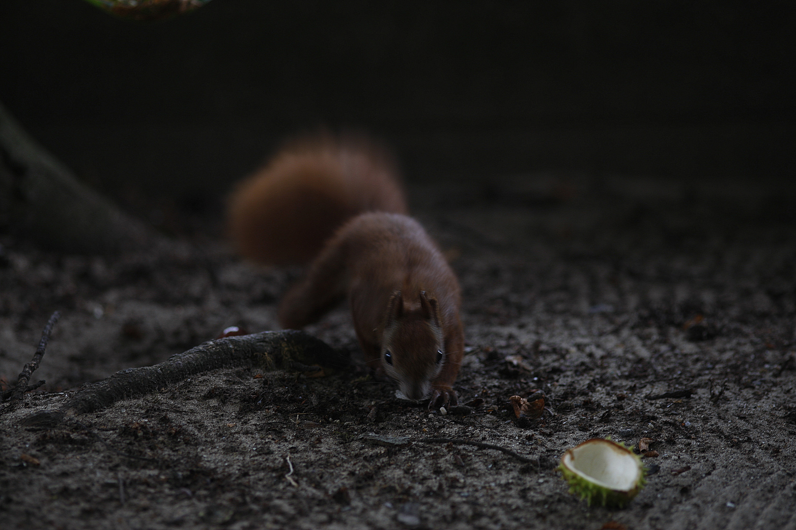 Auf Futtersuche