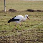 Auf Futtersuche - im Februar