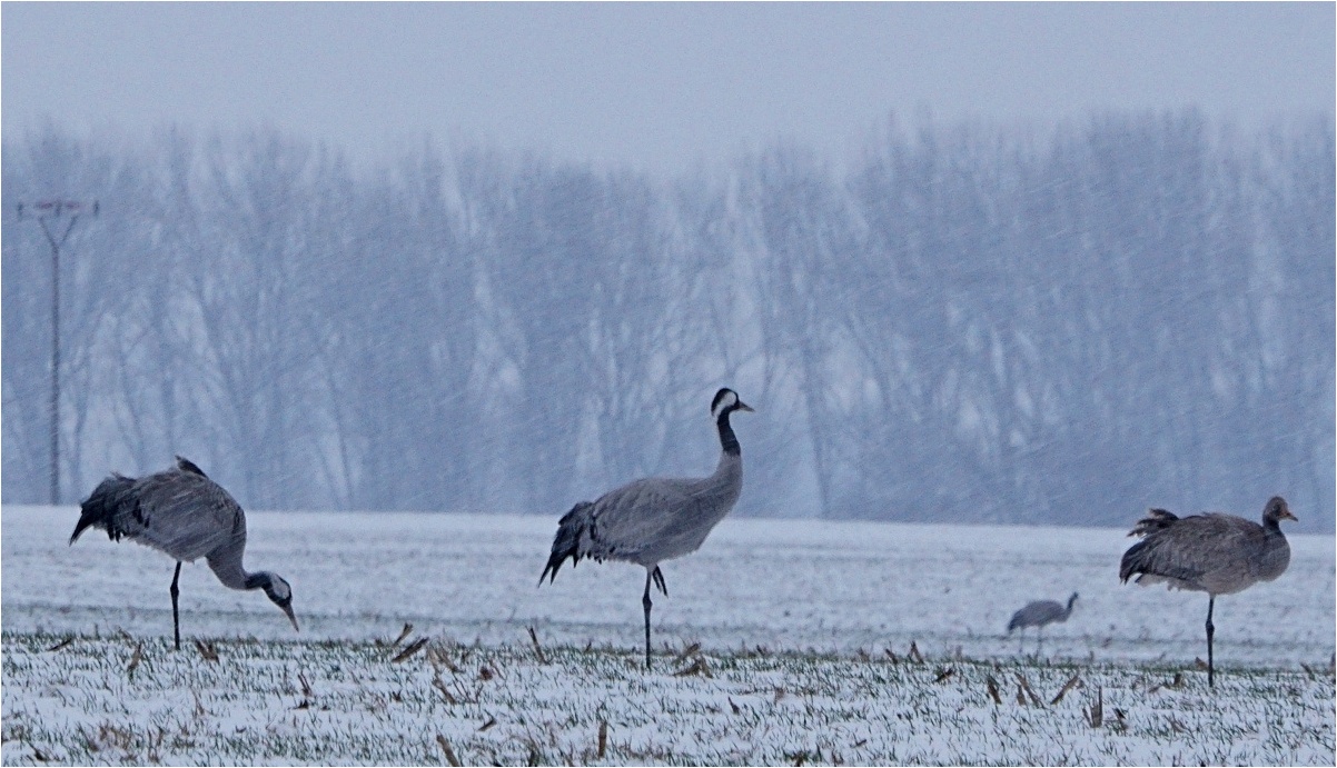 Auf Futtersuche im Schneegestöber...