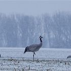 Auf Futtersuche im Schneegestöber...