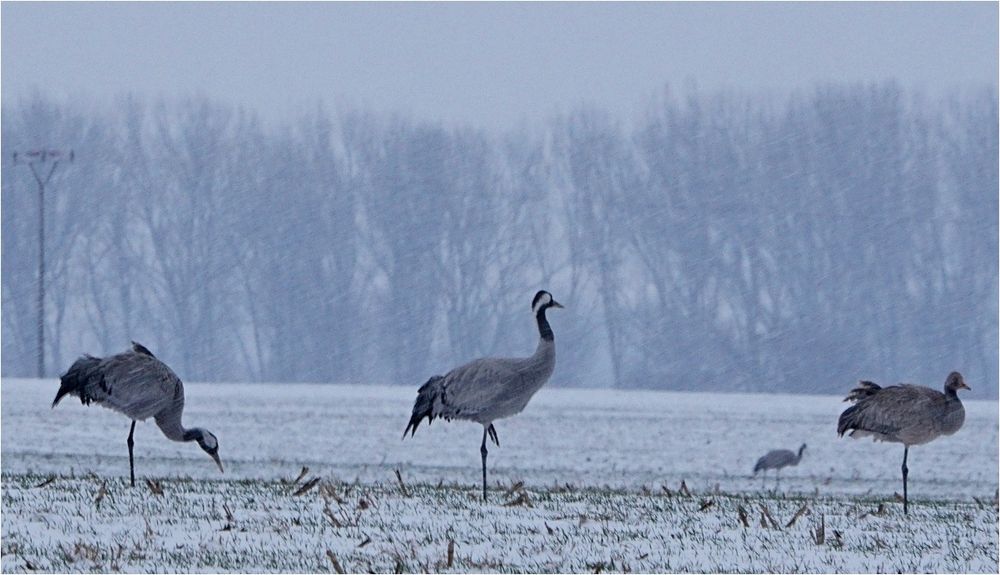 Auf Futtersuche im Schneegestöber...