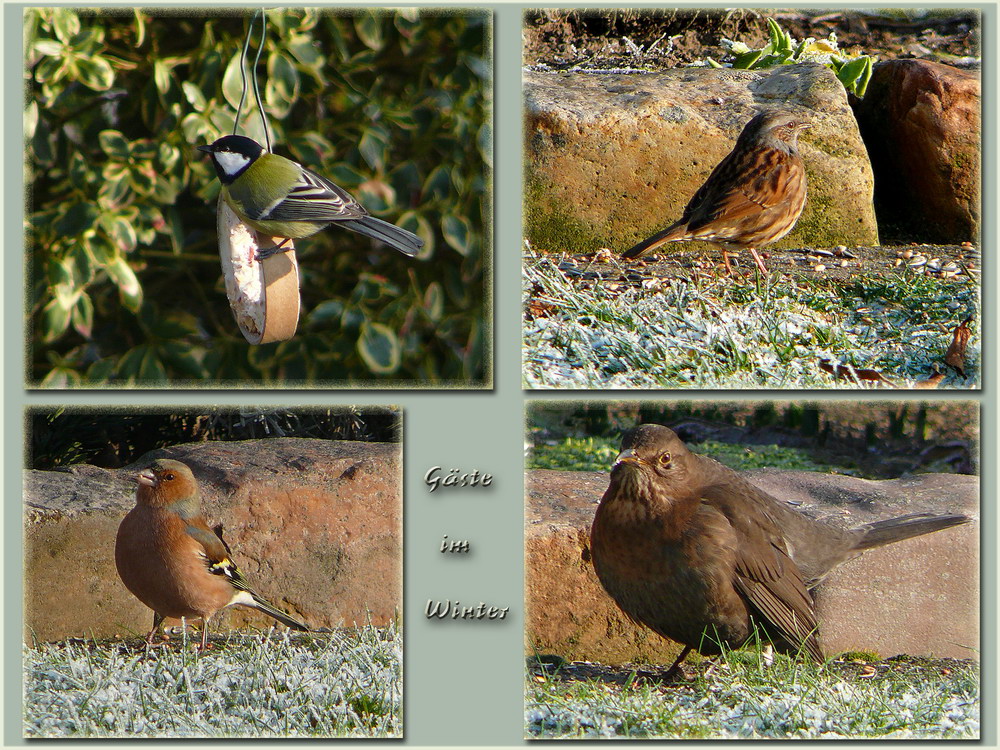 Auf Futtersuche im winterlichen Garten