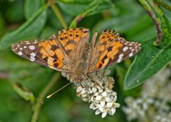 auf Futtersuche in der Hecke