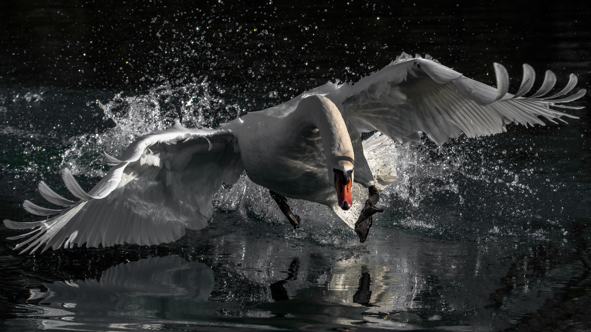 auf gänsejagd