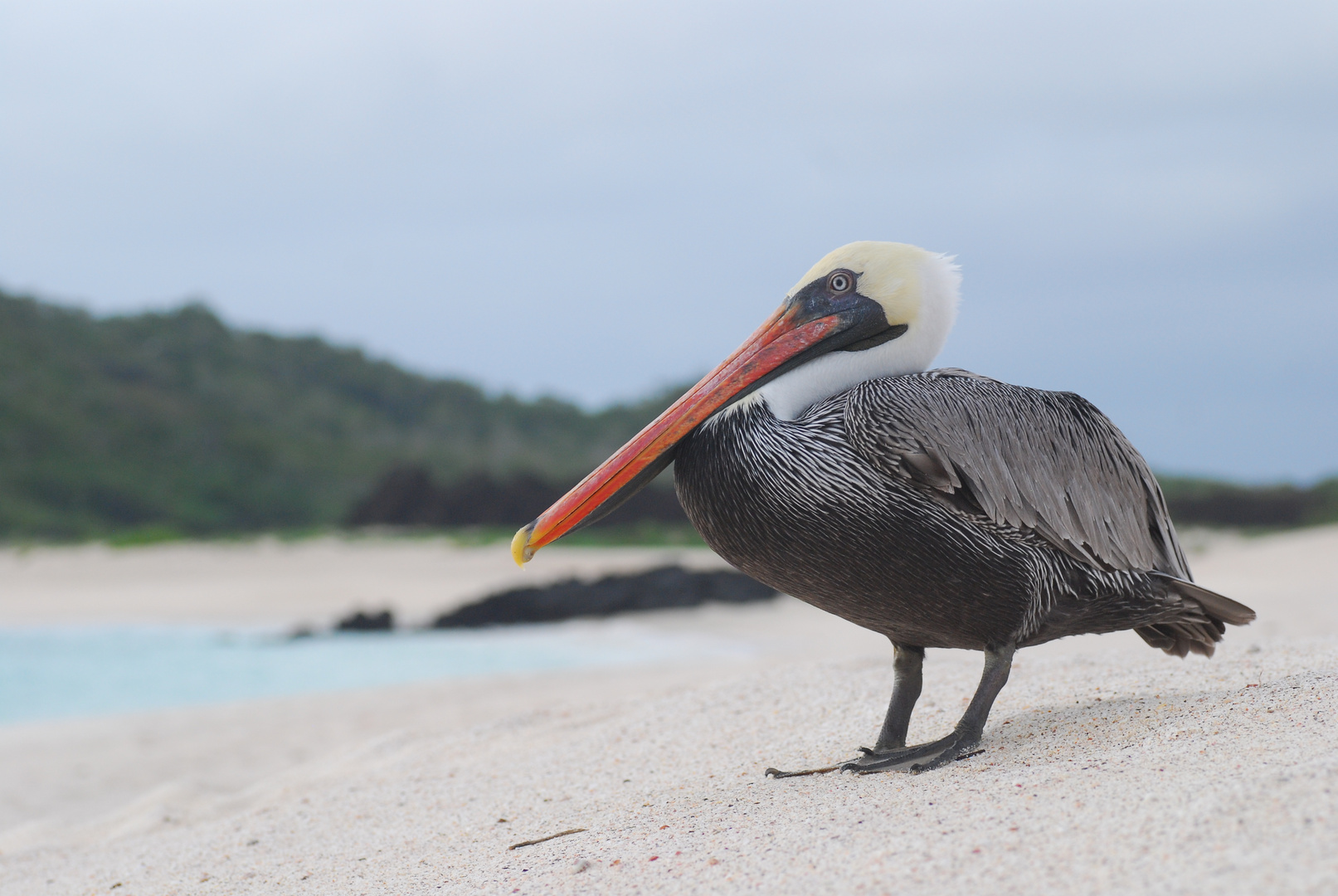 Auf Galapagos 1