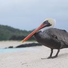 Auf Galapagos 1