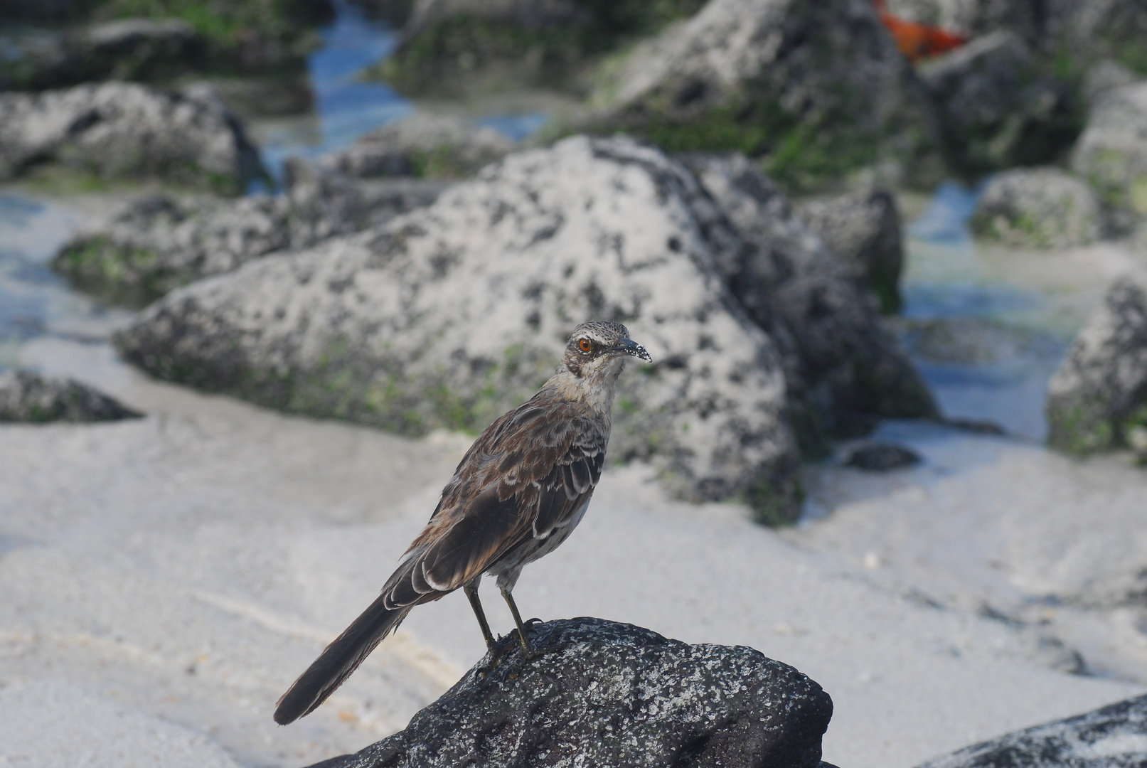 Auf Galapagos 10