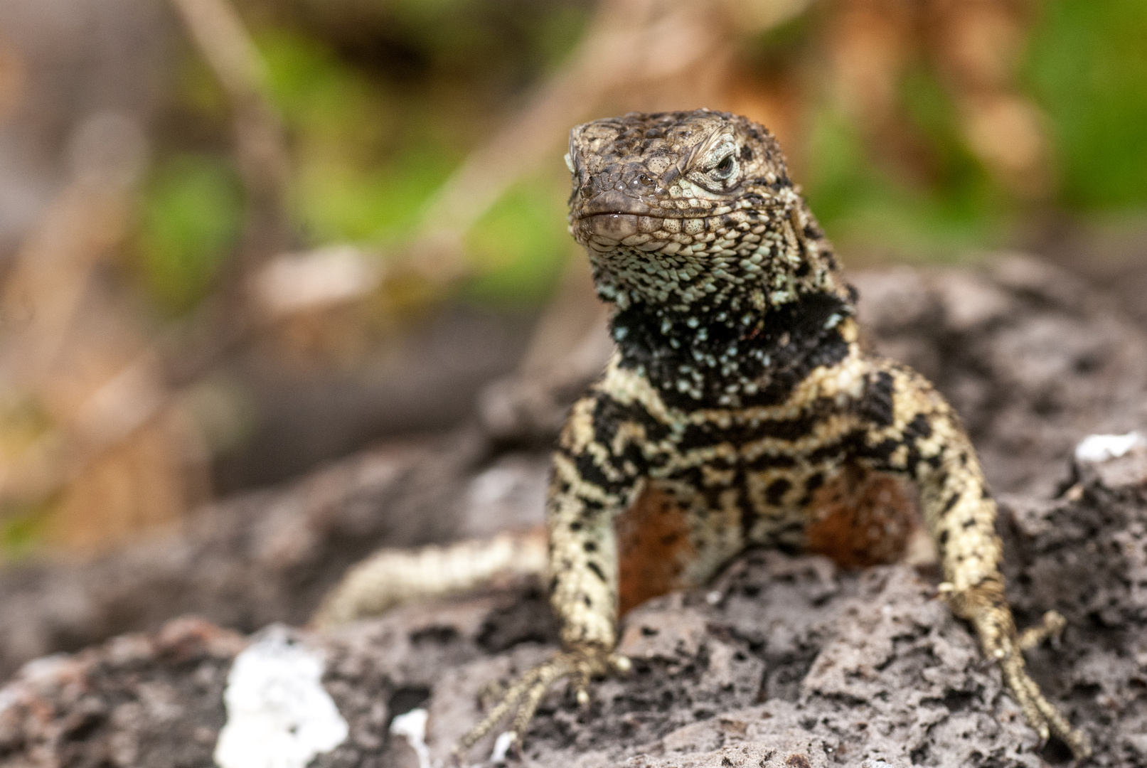 Auf Galapagos 2