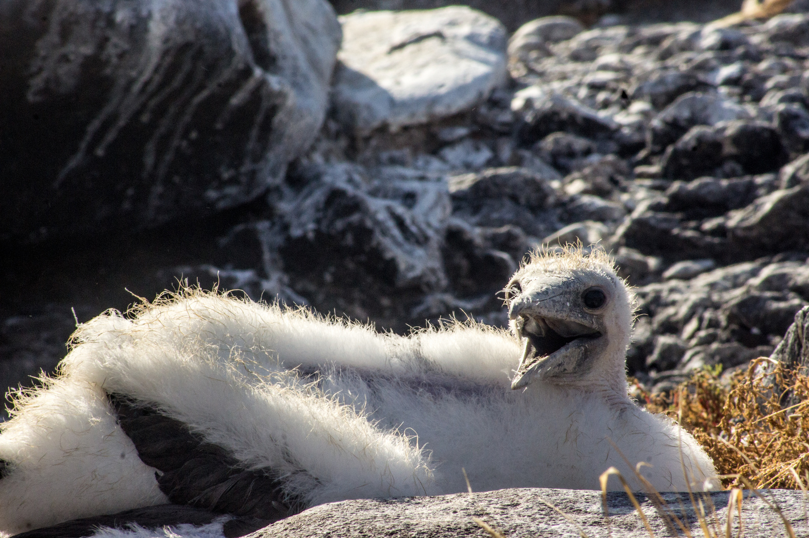 Auf Galapagos 3