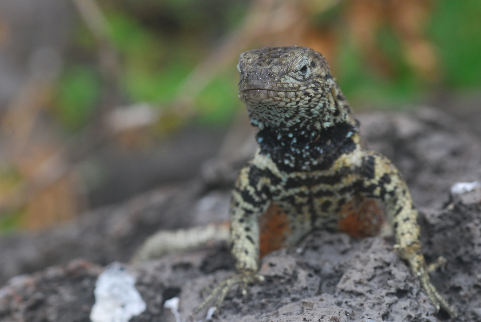 Auf Galapagos 3