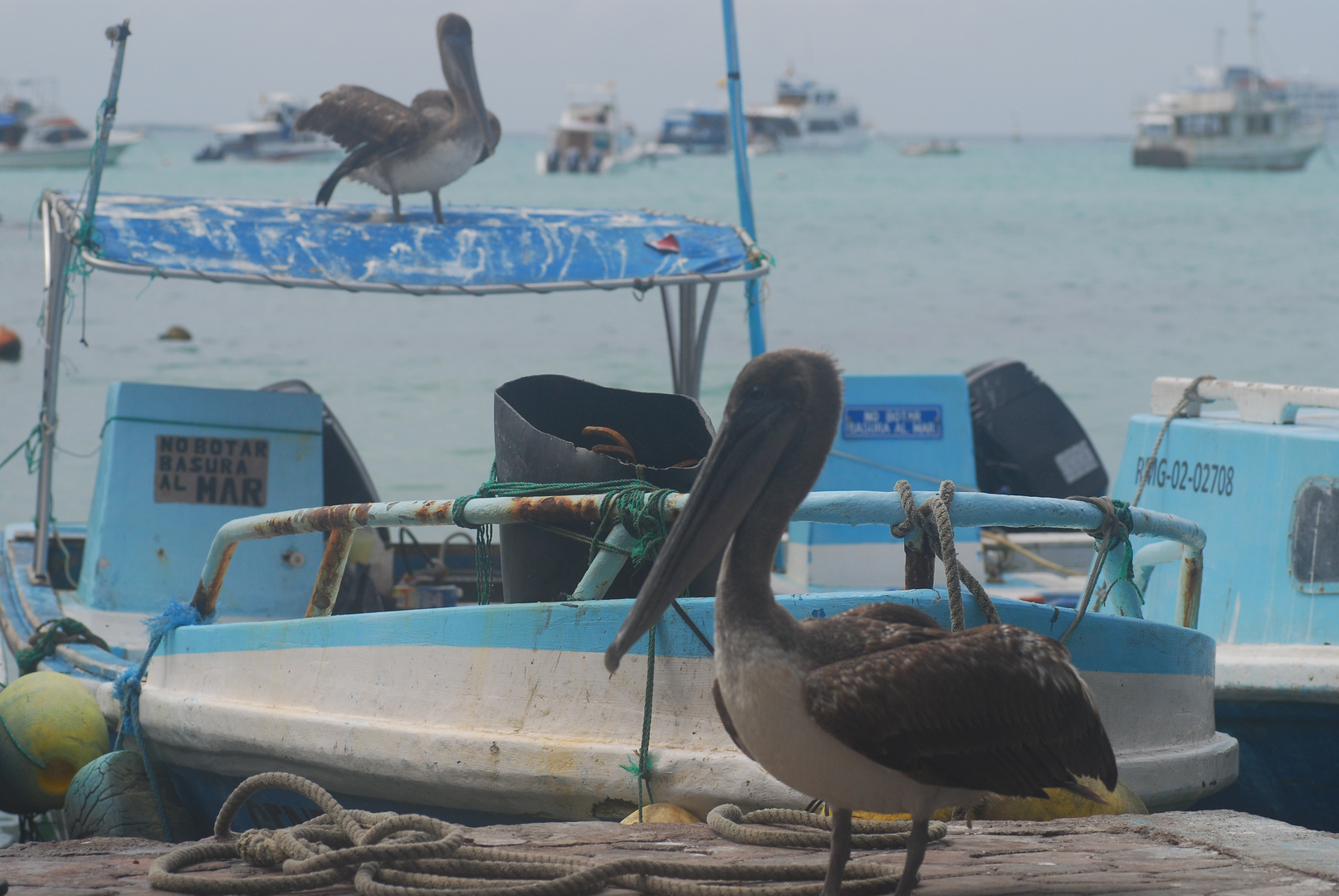 Auf Galapagos 6