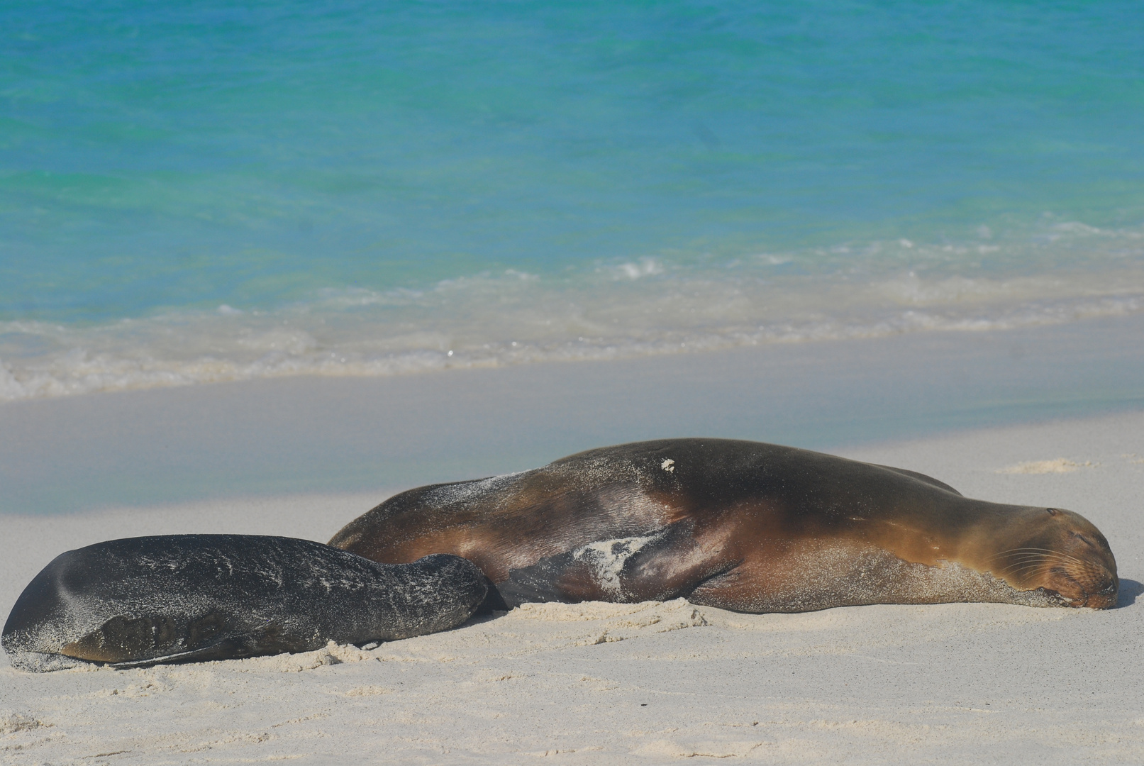 Auf Galapagos 8