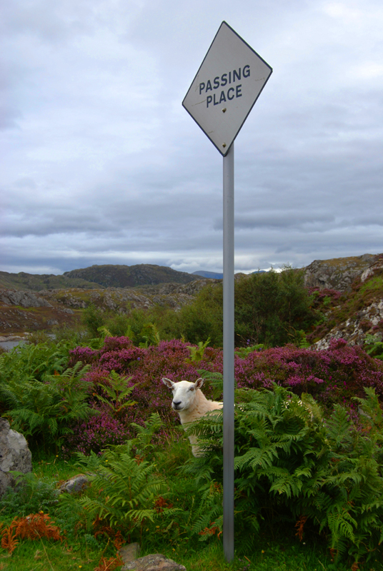 Auf Gegenverkehr wartendes Schaf in Wester Ross