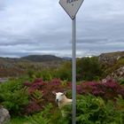 Auf Gegenverkehr wartendes Schaf in Wester Ross