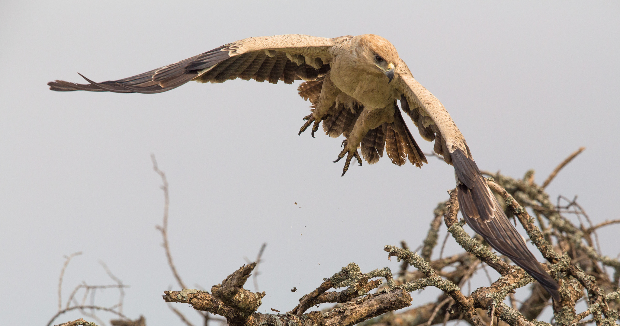 ..auf geht's (Aquila rapax)