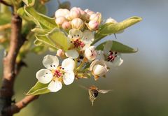 Auf geht's, die Birne blüht