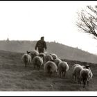 Auf gehts; in den Wald zu den Wildschweinen