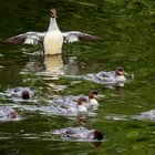 "Auf geht's, schaut nach den Fischen!"