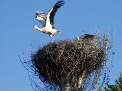 Auf gehts zur Futtersuche