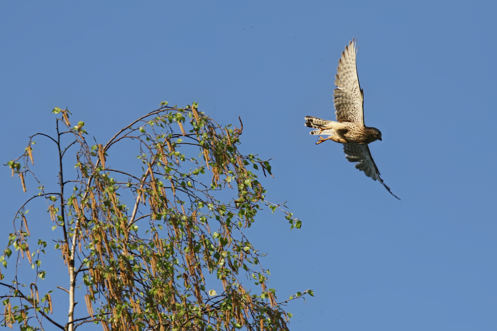 Auf gehts zur Jagd (2018_04_20_EOS 6D Mark II_1188_ji)