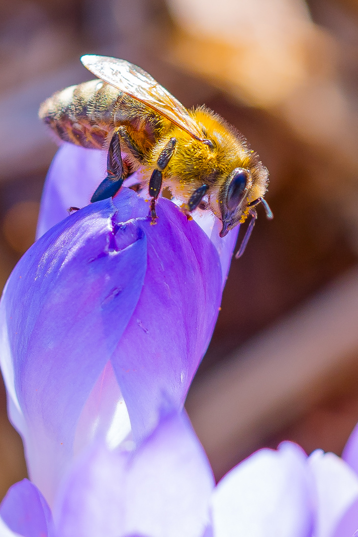 Auf geht´s zur nächsten Blüte!