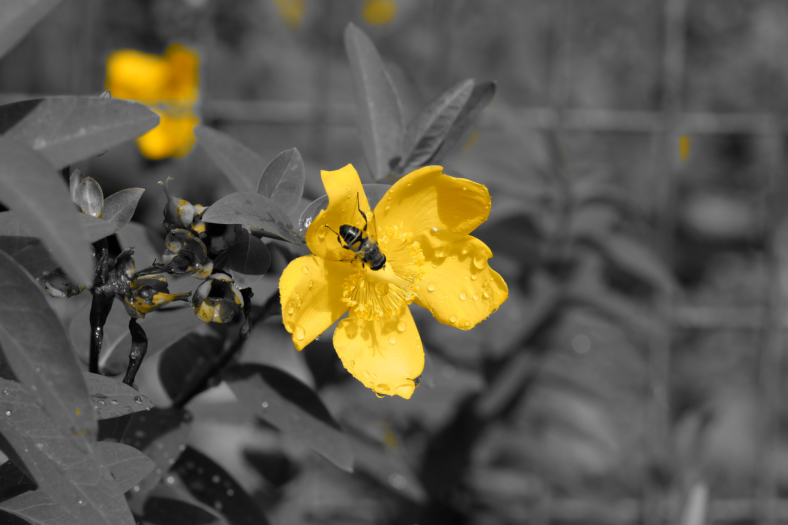 Auf gelber Blüte